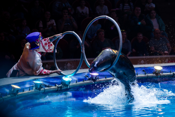Цирк на воде Царство фонтанов