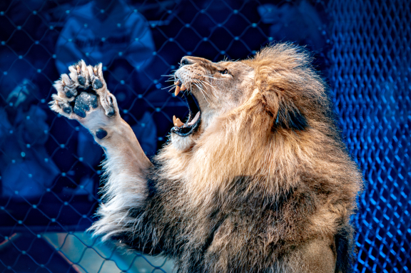 &Icy;100&rcy;&icy;&yacy;