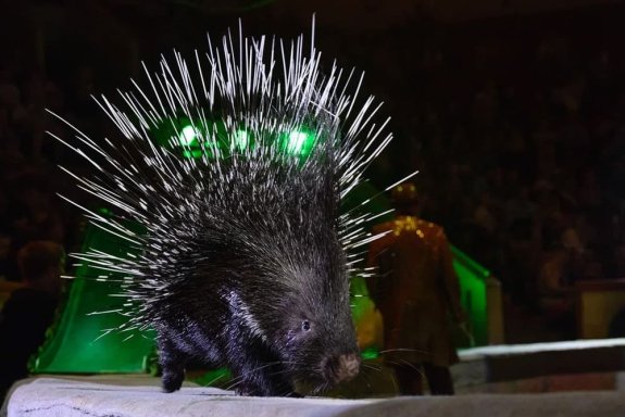 &Tcy;&rcy;&ocy;&pcy;&icy;&kcy; -&SHcy;&ocy;&ucy;